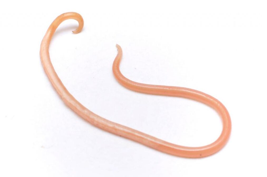 Ascaris is one of the most well-known worms