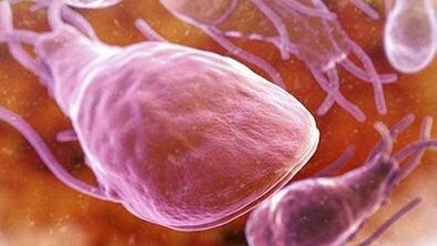 What can parasites live in the human body